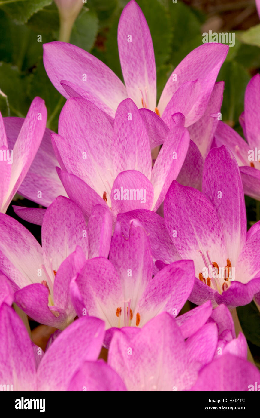 Close up of fall crocus blooming Stock Photo