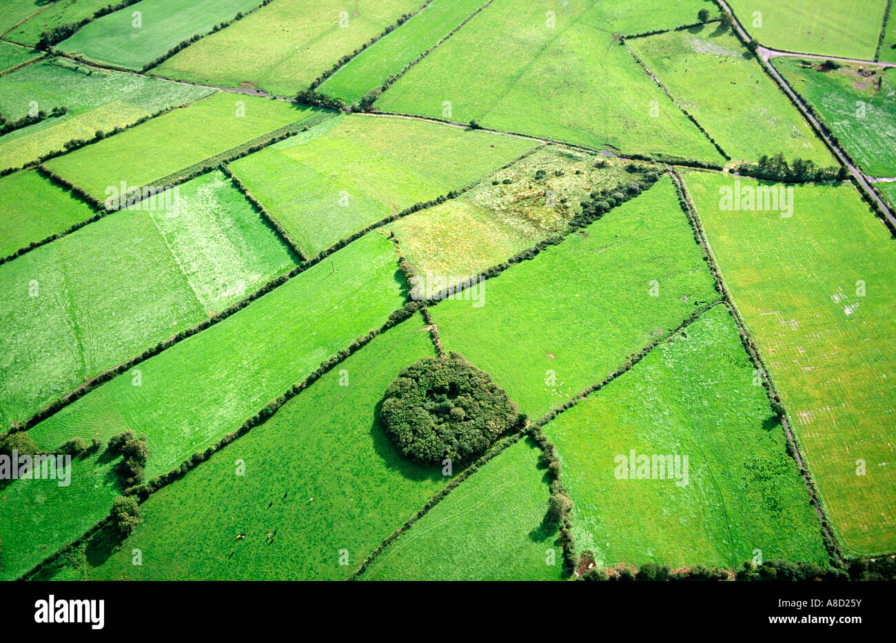 Now surrounded by pasture fields, a circle of trees marks an ancient rath or fortified homestead near Ballina, Co. Mayo, Ireland Stock Photo