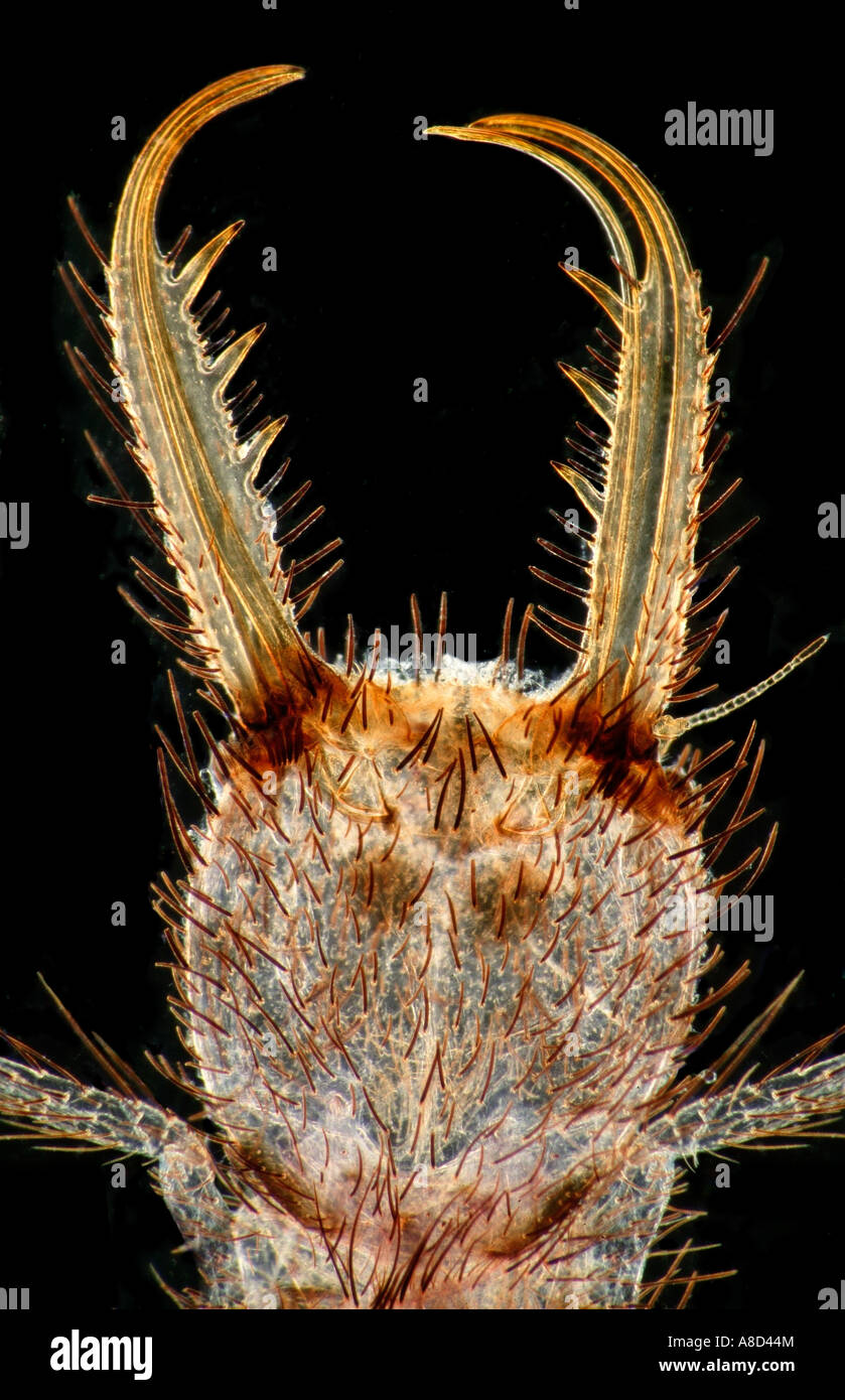 ant lion larva jaws close up darkfield photomicrograph Stock Photo - Alamy