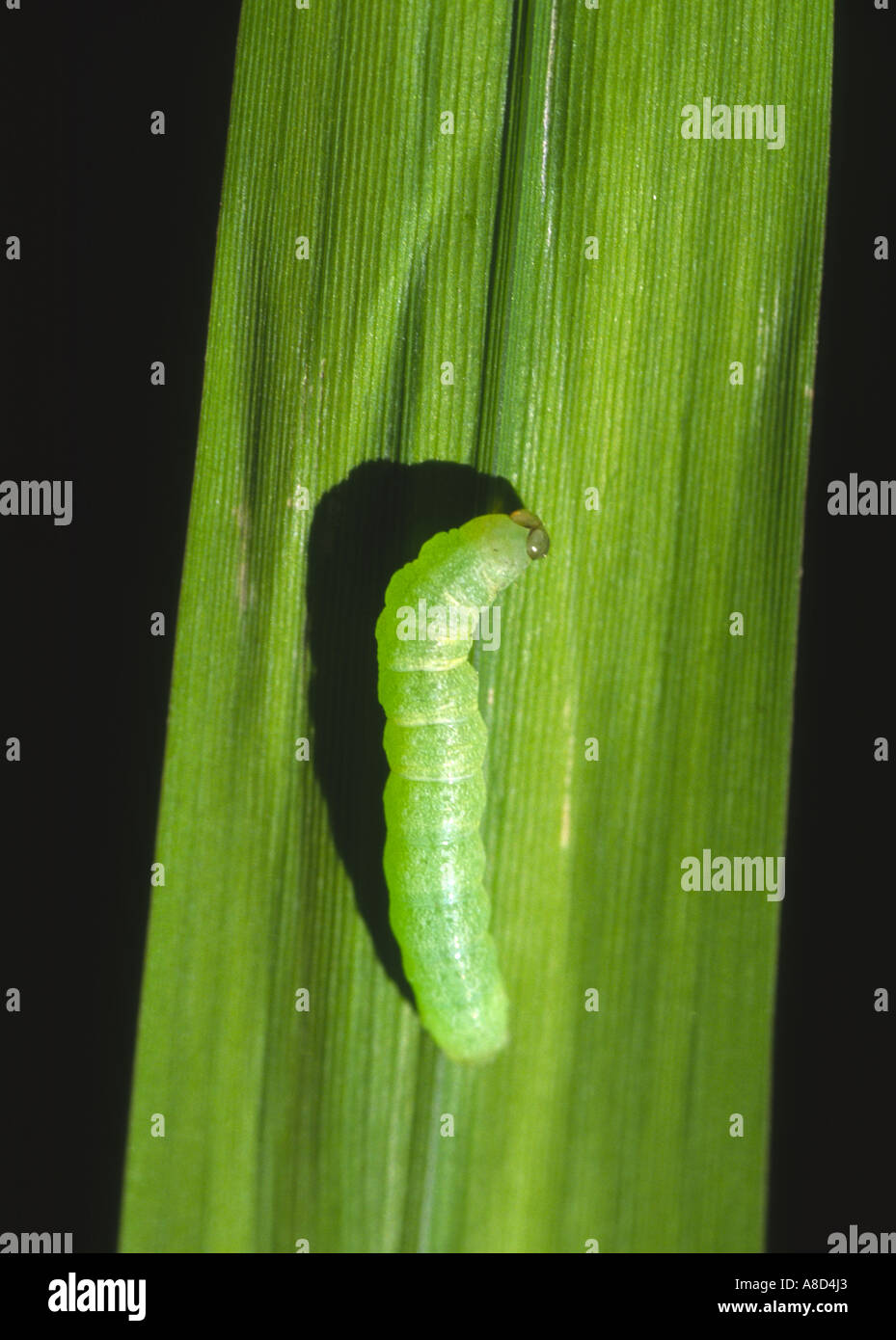 Common cabbage caterpillar on a green leaf Stock Photo - Alamy