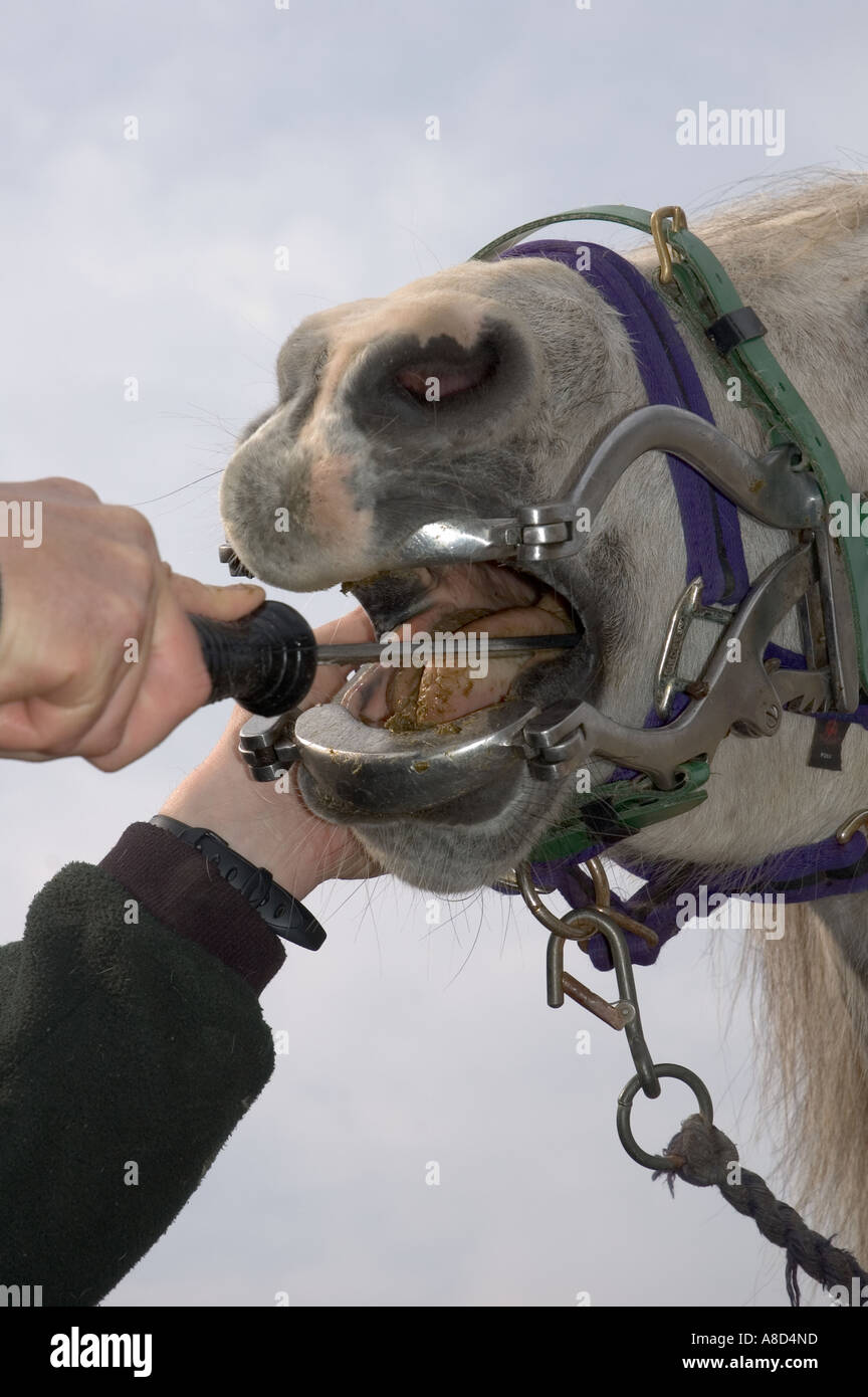 Equine Dentist rasping horses teeth Stock Photo Alamy