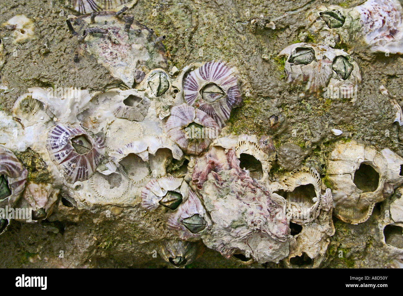 Barnacles attached to coastal rock, Crustacea / Cirrepedia Stock Photo