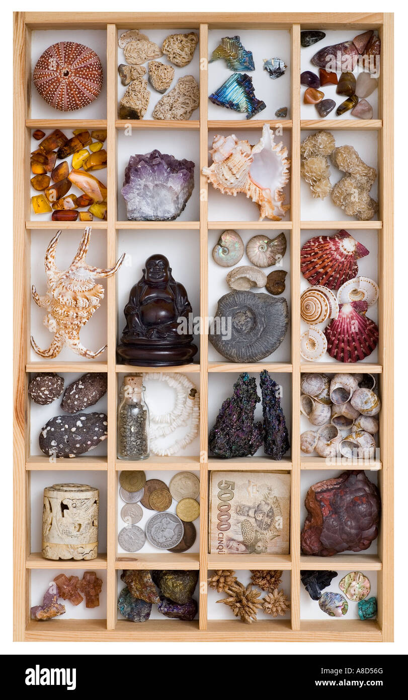 collection of various items including minerals shells fossils carvings money, stored in a wooden compartment box for display Stock Photo