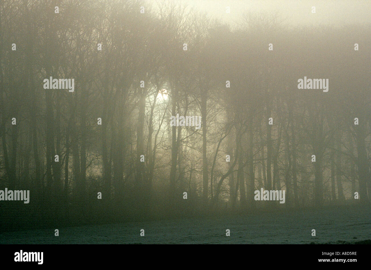 Misty woodland near Haydon Bridge, Northumberland Stock Photo