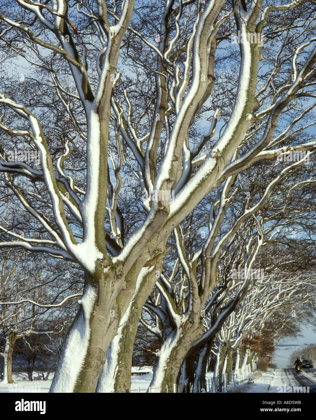 Winter trees near Haydon Bridge, Northumberland Stock Photo
