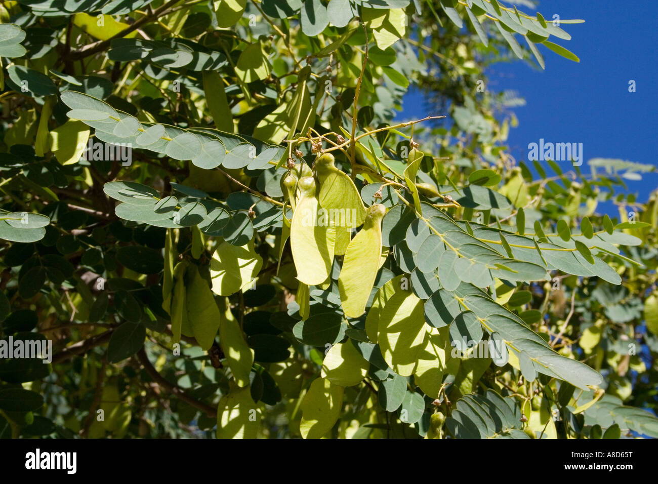 Tree Tipuana tipu, rose wood, showing leaves and winged seeds Stock Photo