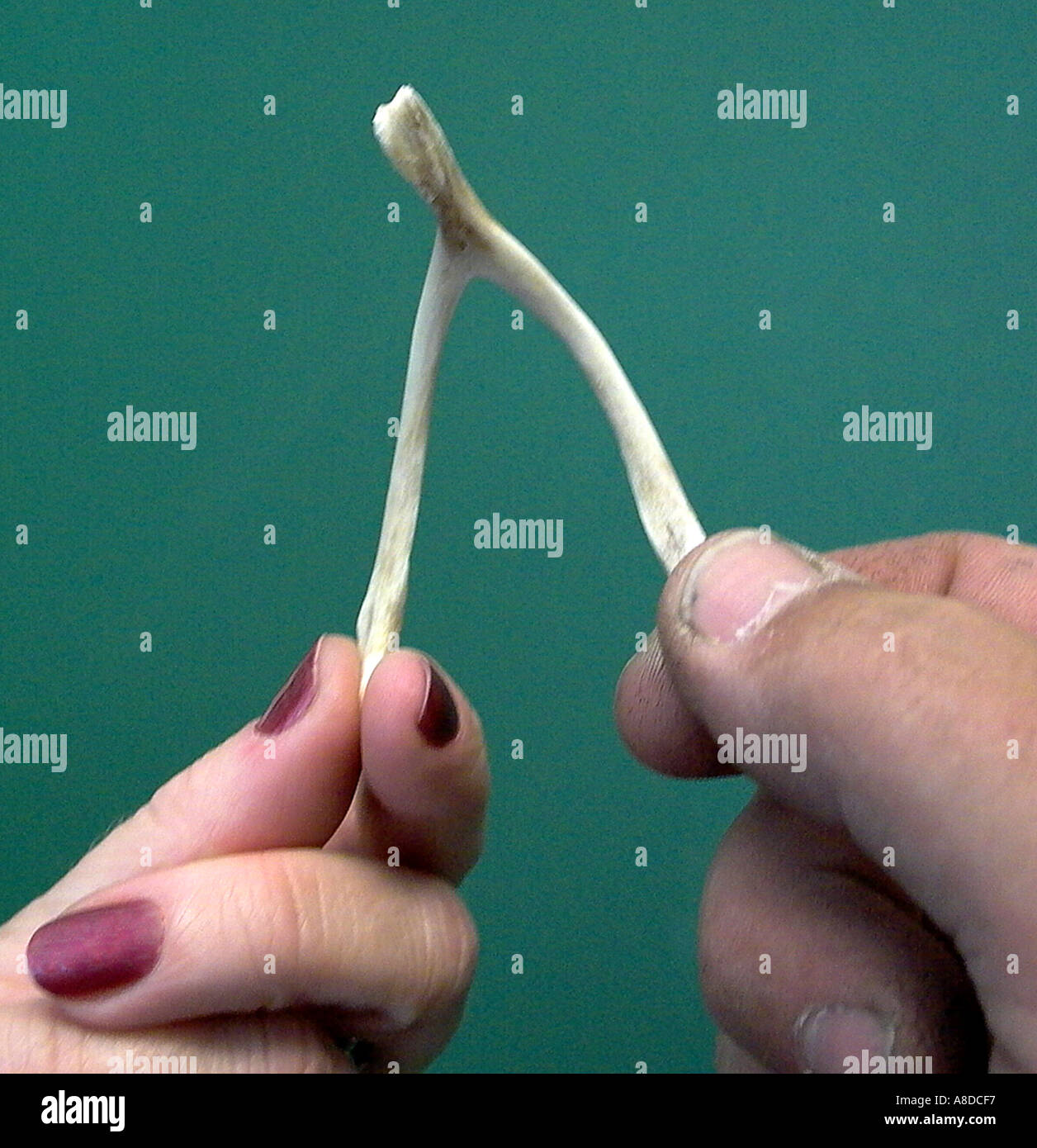Wishbone male female hands pulling Stock Photo Alamy