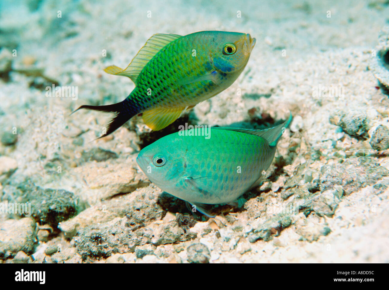 Blue green chromis Chromis viridis pair spawning Sulawesi Indonesia Indian Ocean Stock Photo