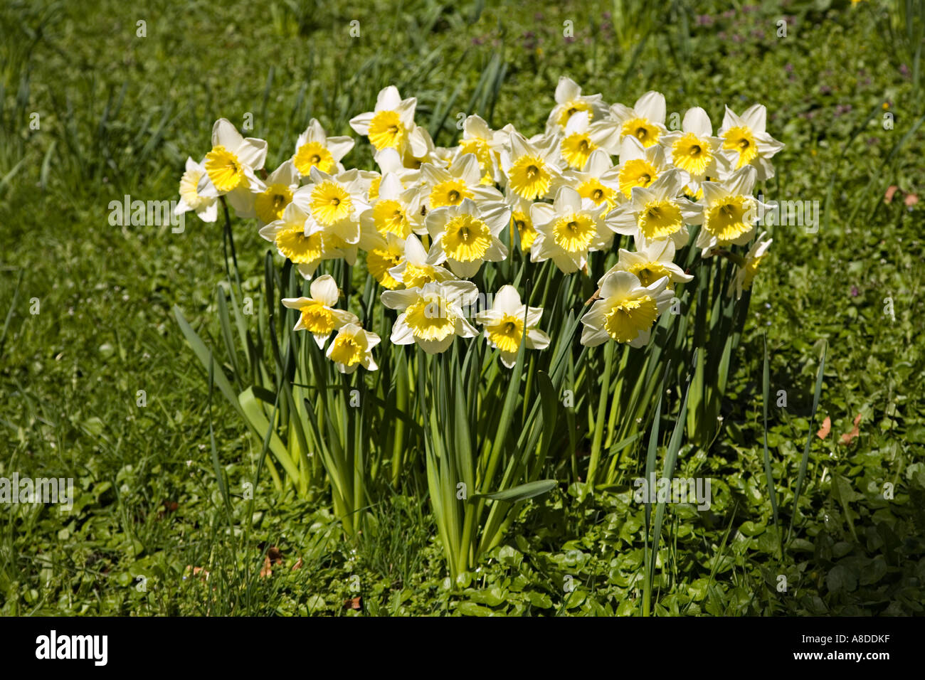 Group of daffodils in garden Wales UK Stock Photo