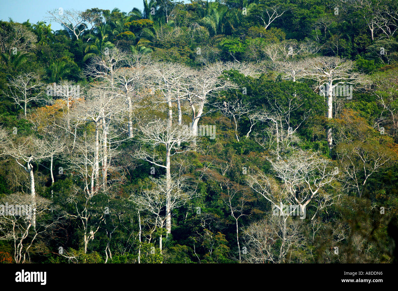 Large Cuipo trees in the rainforest of Soberania national park,  Republic of Panama. Stock Photo