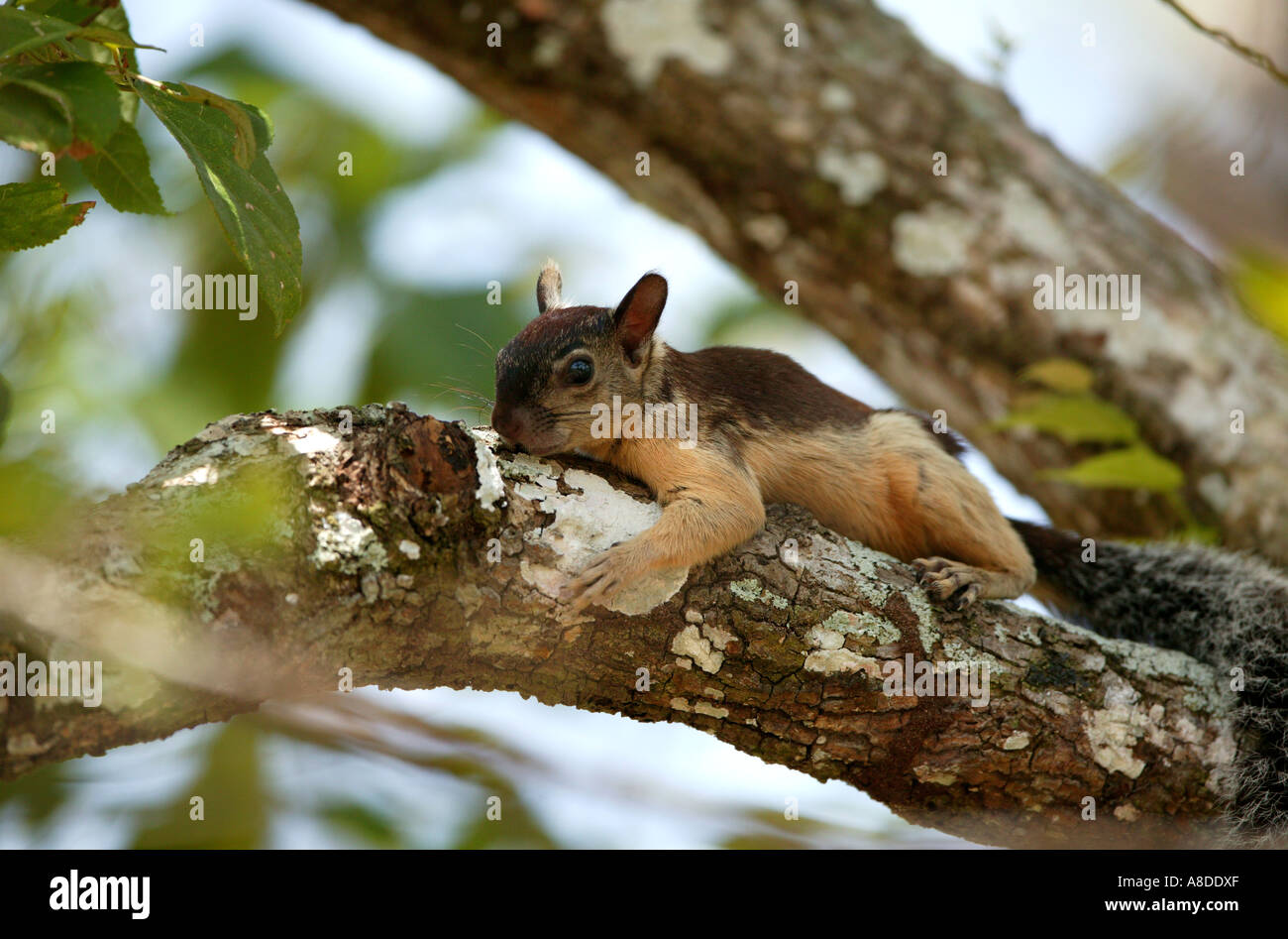 Variegated squirrel in Soberania national park in Panama Stock Photo
