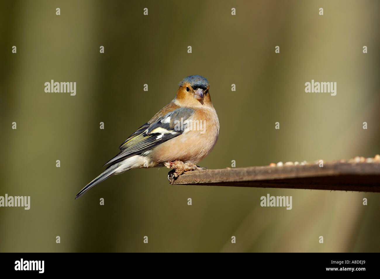 Chaffinch feet hi-res stock photography and images - Alamy