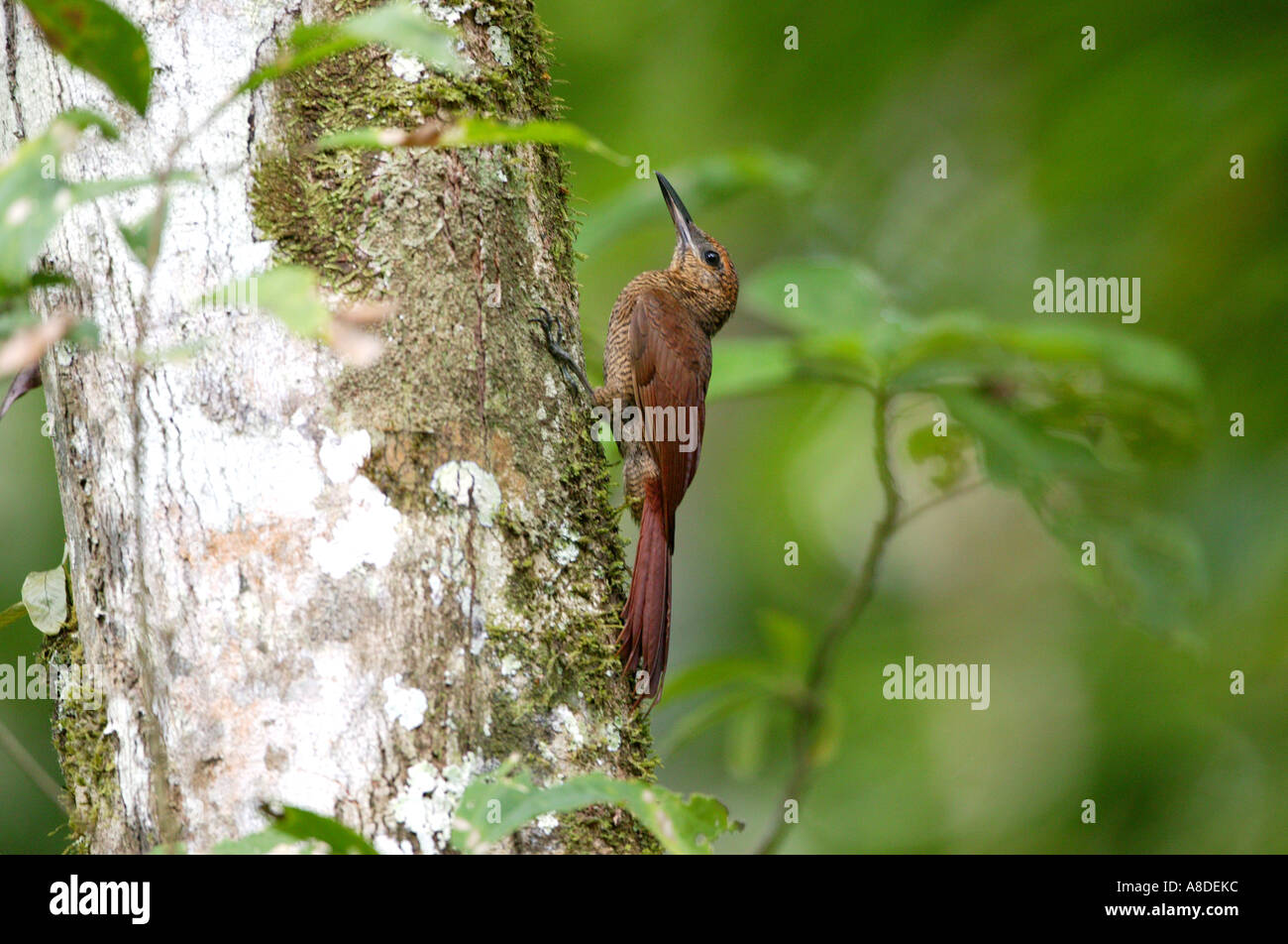 A Barred Woodcreeper on a tree in the dense rain forest in the Darien national park,  Darien province, Republic of Panama. Stock Photo