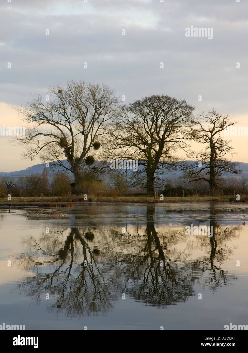 Reflections of trees in water Stock Photo - Alamy