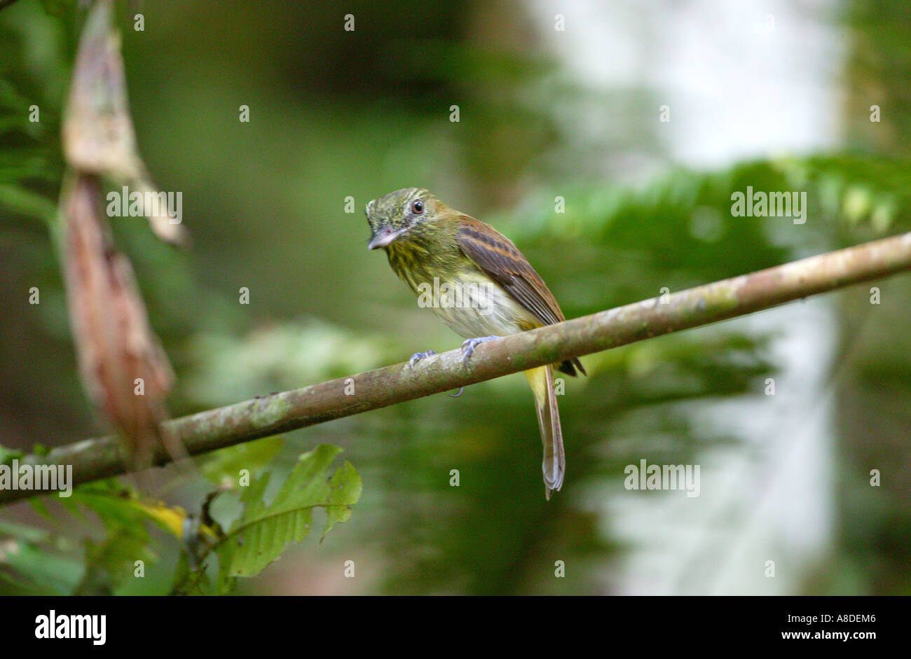 Bright-rumped Attila, Attila spadiceus, on a branch in the rainforest of Soberania national park, Republic of Panama. Stock Photo