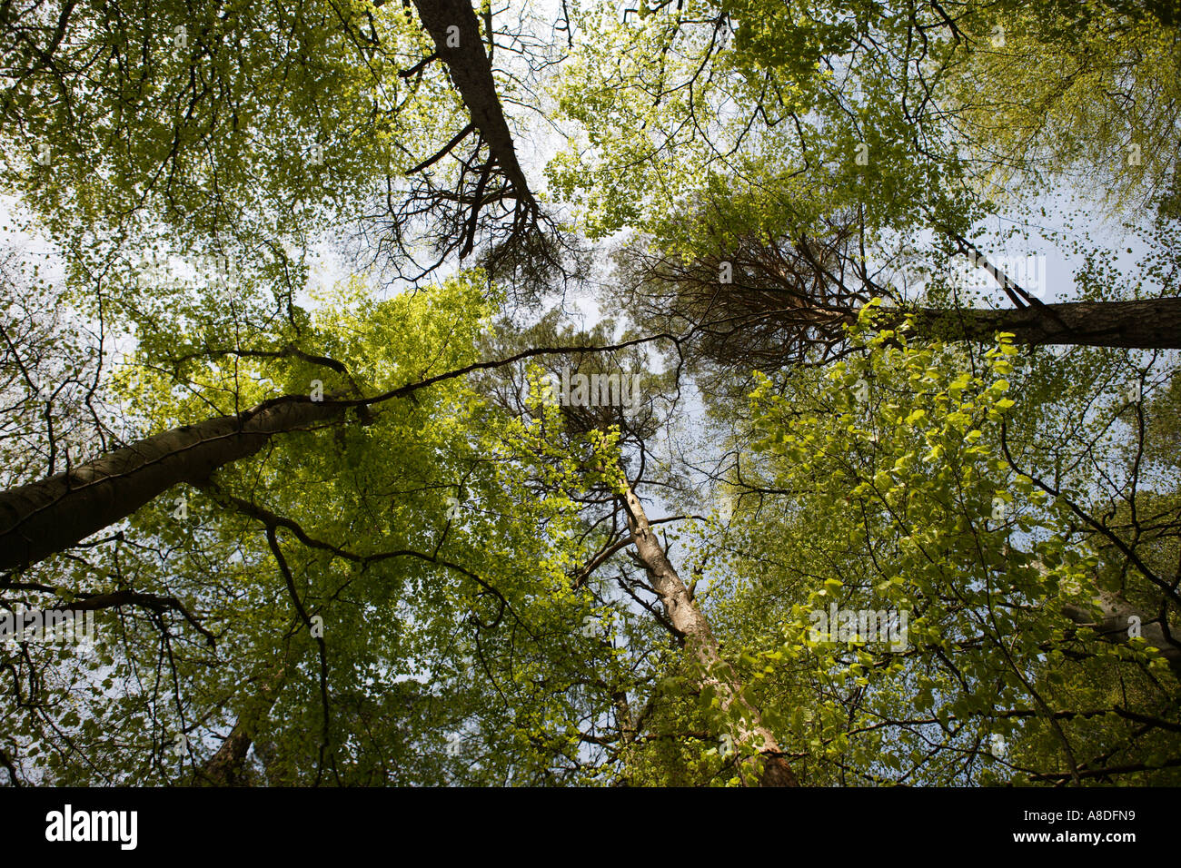 Woodland Stock Photo