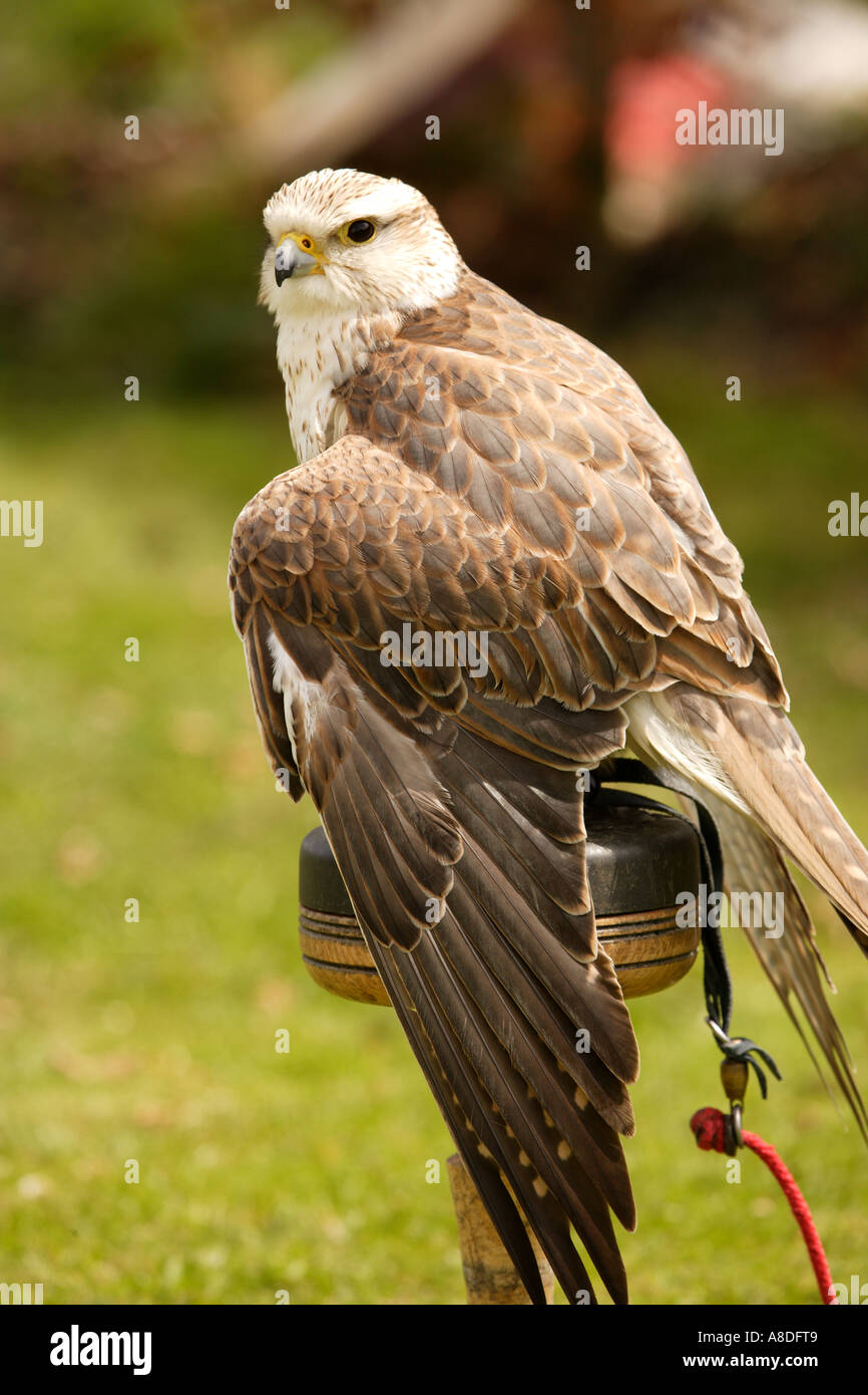 Saker Falcon 2 Stock Photo - Alamy