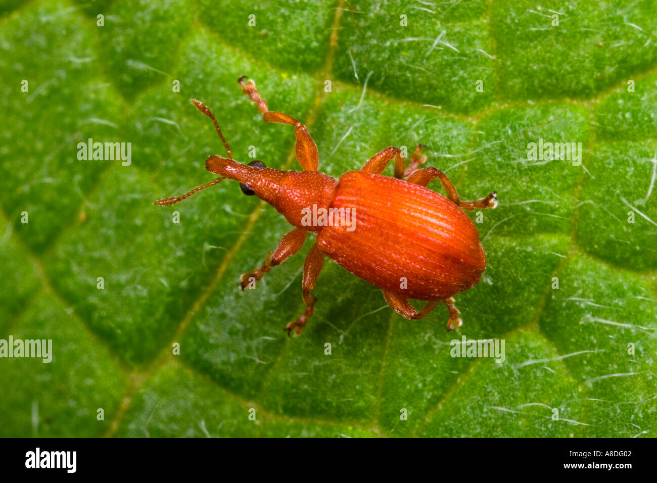 Red apion Apion miniatum on leaf potton bedfordshire Stock Photo ...