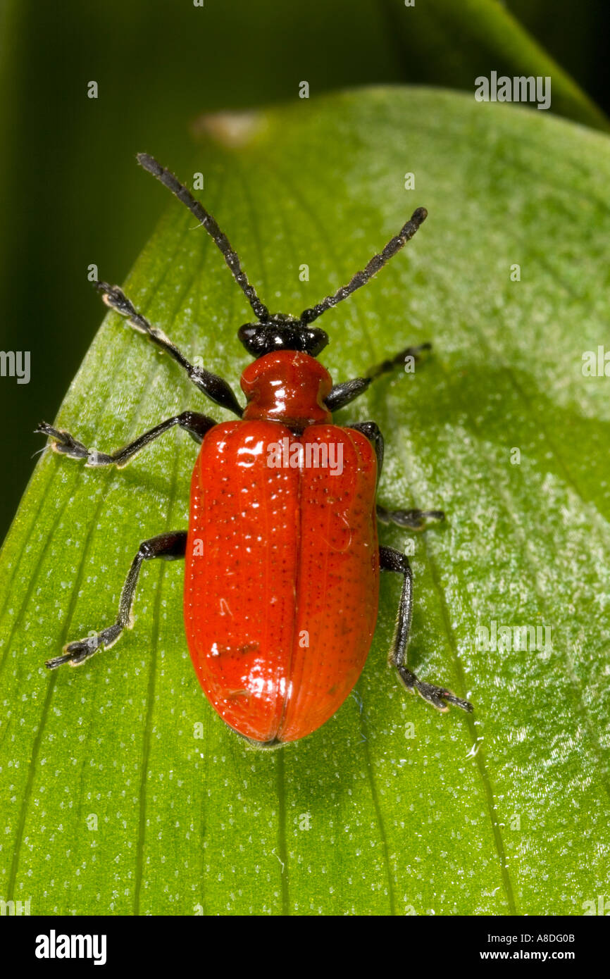 Lilly Beetle Lilioceris lilii shot from above on lilly leaf potton ...