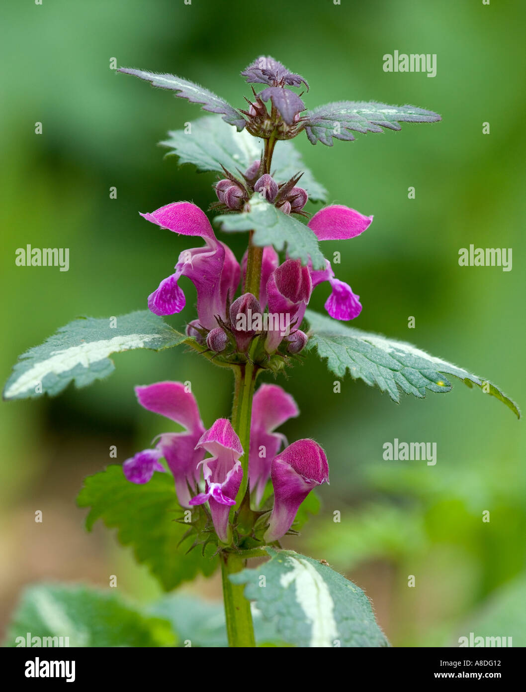 Lamium maculatum Pink Pewter Common names Dead Nettle Spotted Nettle with nice out of focus background potton bedfordshire Stock Photo
