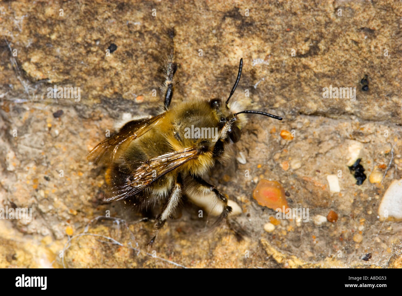 Masonry Bee High Resolution Stock Photography and Images Alamy