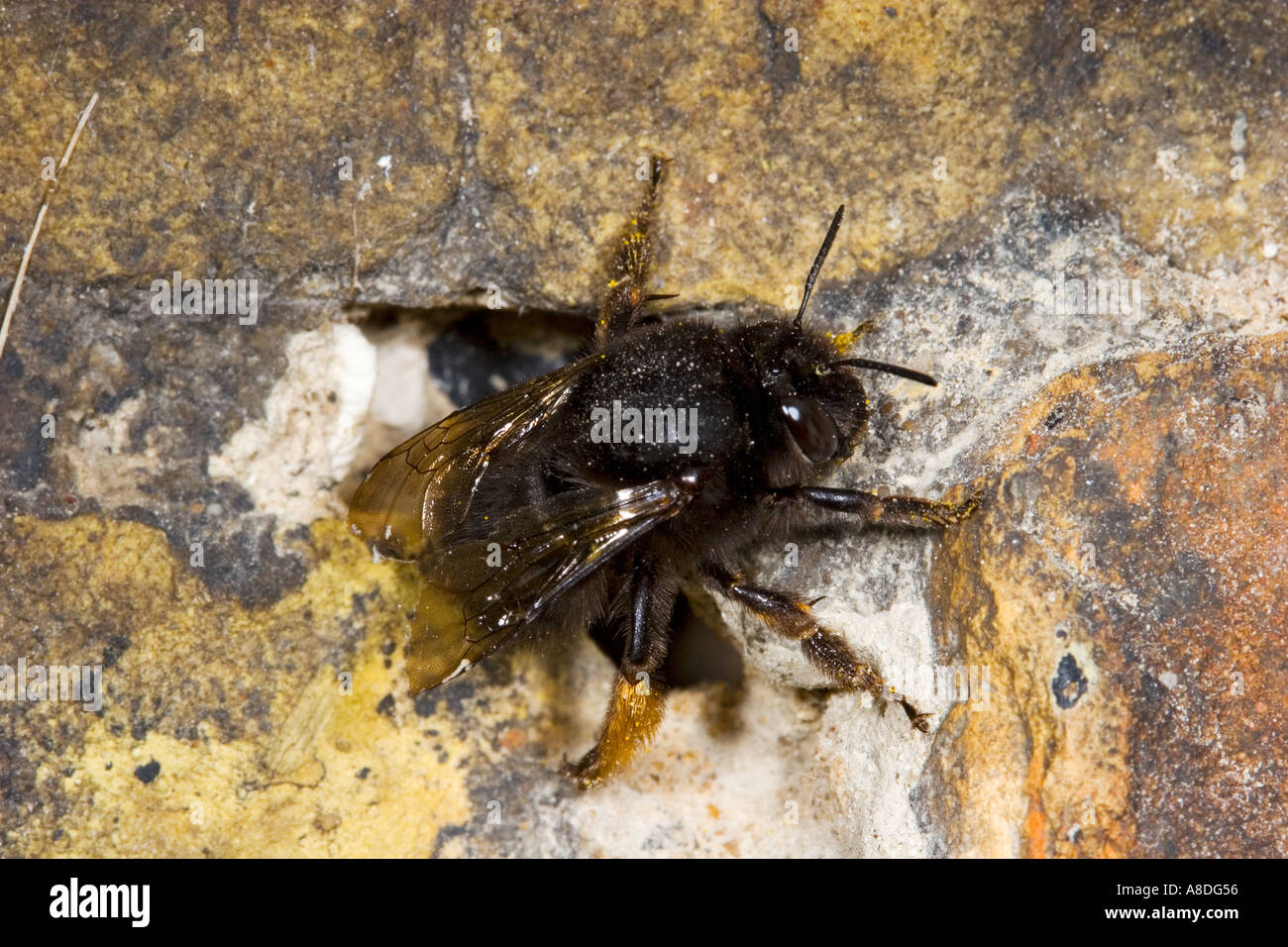 Masonry bee hires stock photography and images Alamy