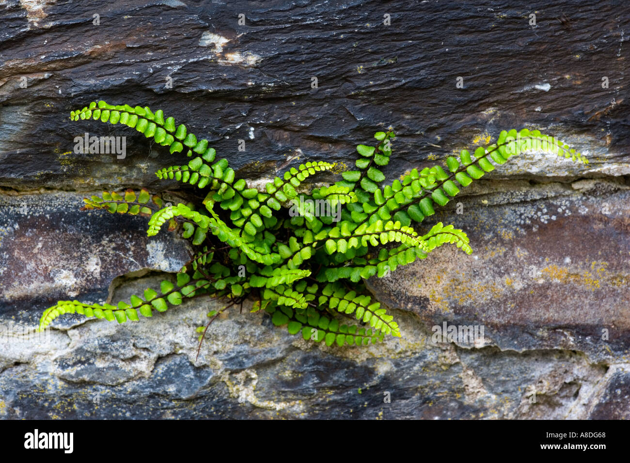 Fern growing on old station wall in Wales Stock Photo