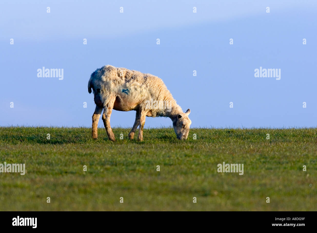 sheep grazing in grass field with blue sky background in Wales Stock Photo