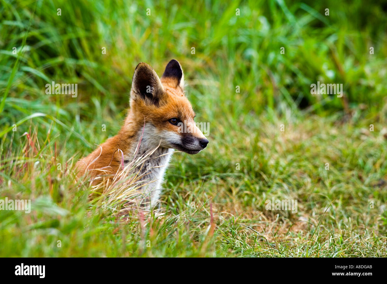 Red Fox Vulpes vulpes Cub at earth entrance looking alert potton bedfordshire Stock Photo