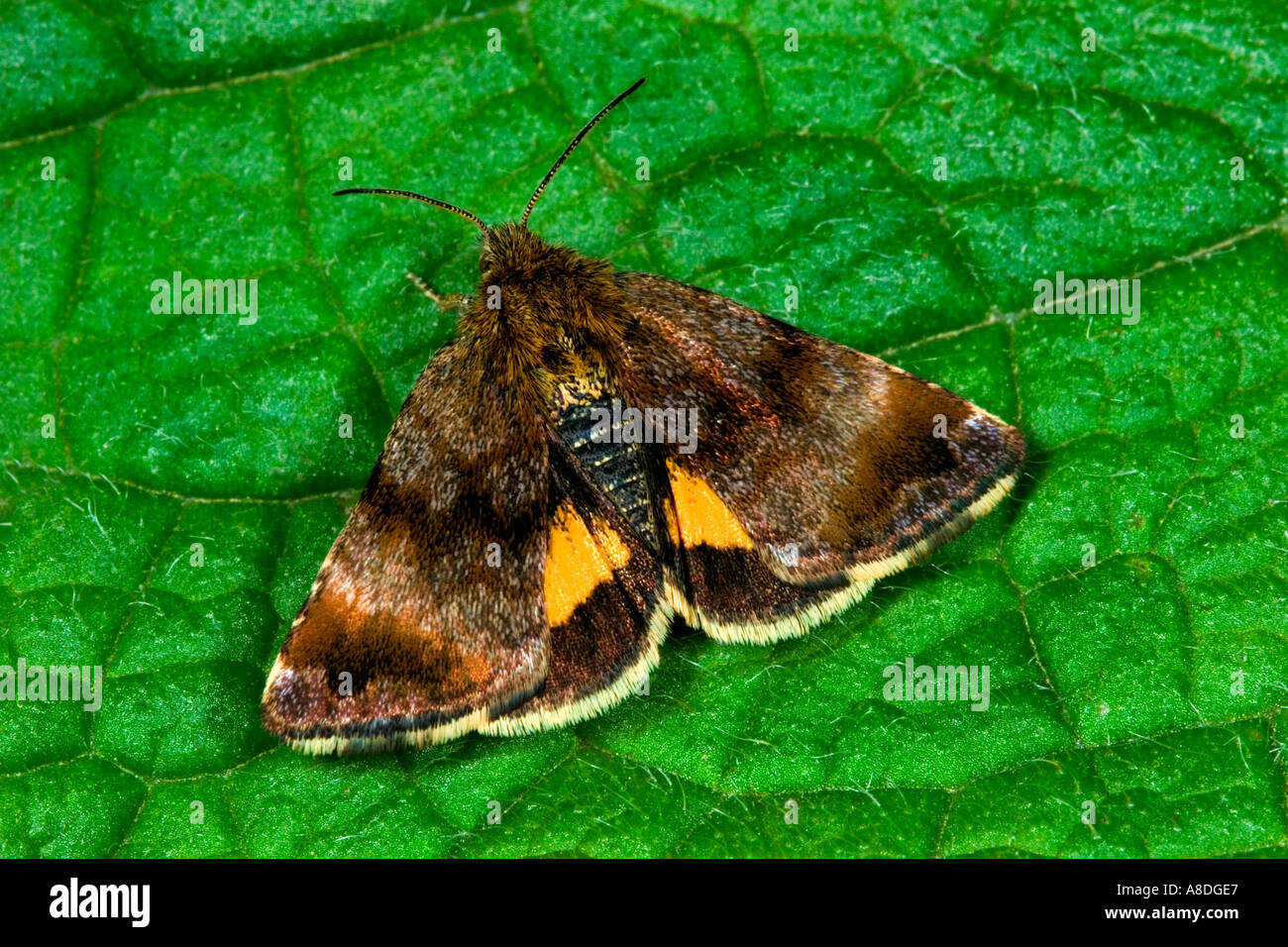 Small Yellow Underwing Panemeria tenebrata at rest on leaf with wings open showing nice underwing potton bedfordshire Stock Photo
