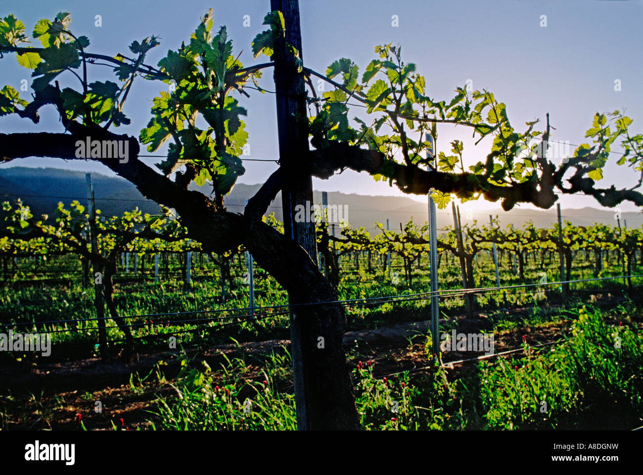 First growth of wine grape vines SALINAS VALLEY CALIFORNIA Stock Photo