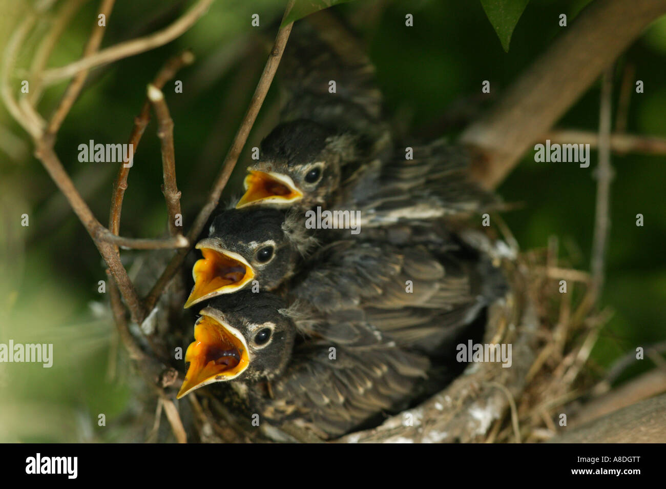 Three baby birds waiting to be fed Stock Photo Alamy