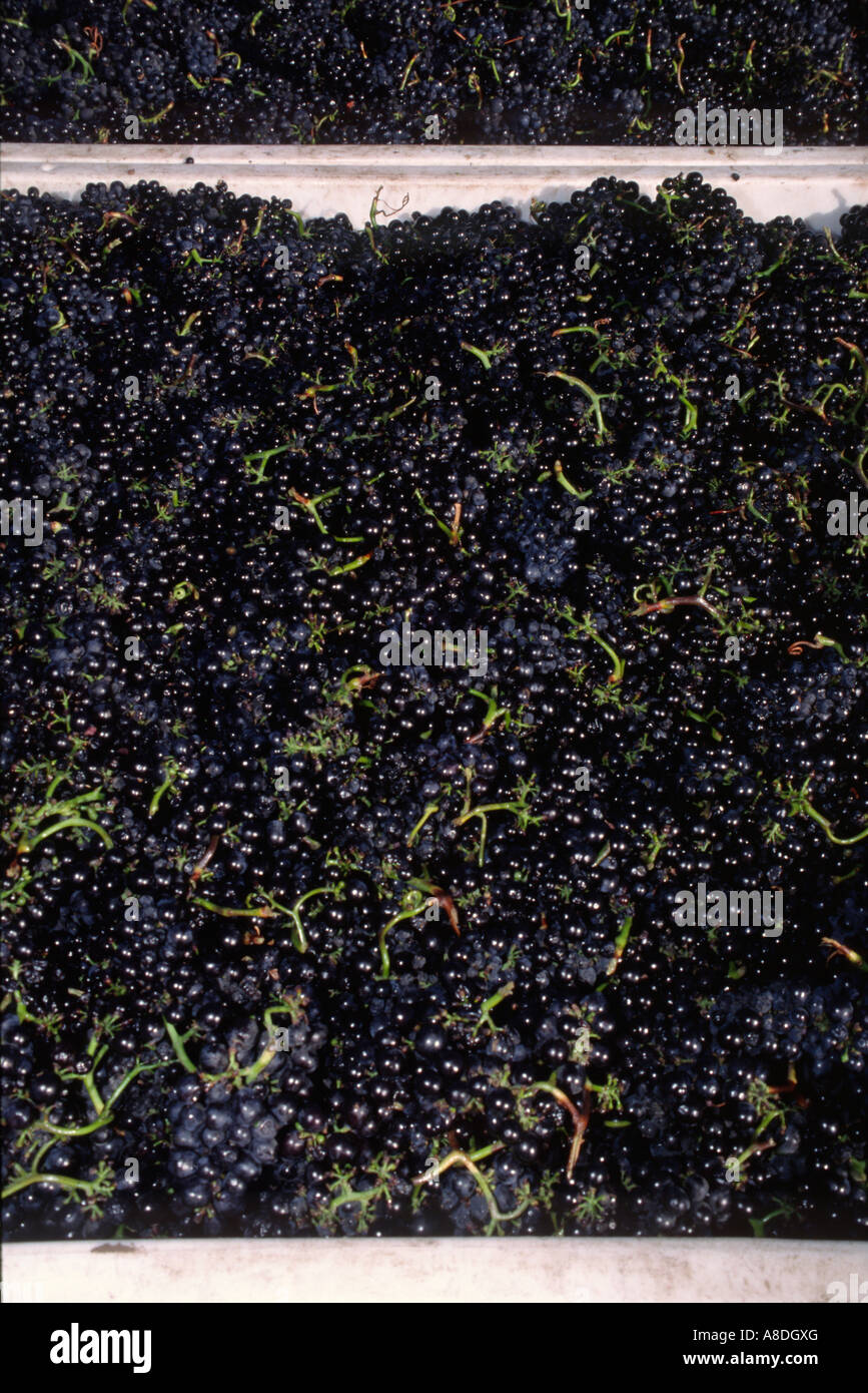 Large bins of freshly picked PINOT NOIR WINE GRAPES are headed for the crush MONTEREY COUNTY CALIFORNIA Stock Photo