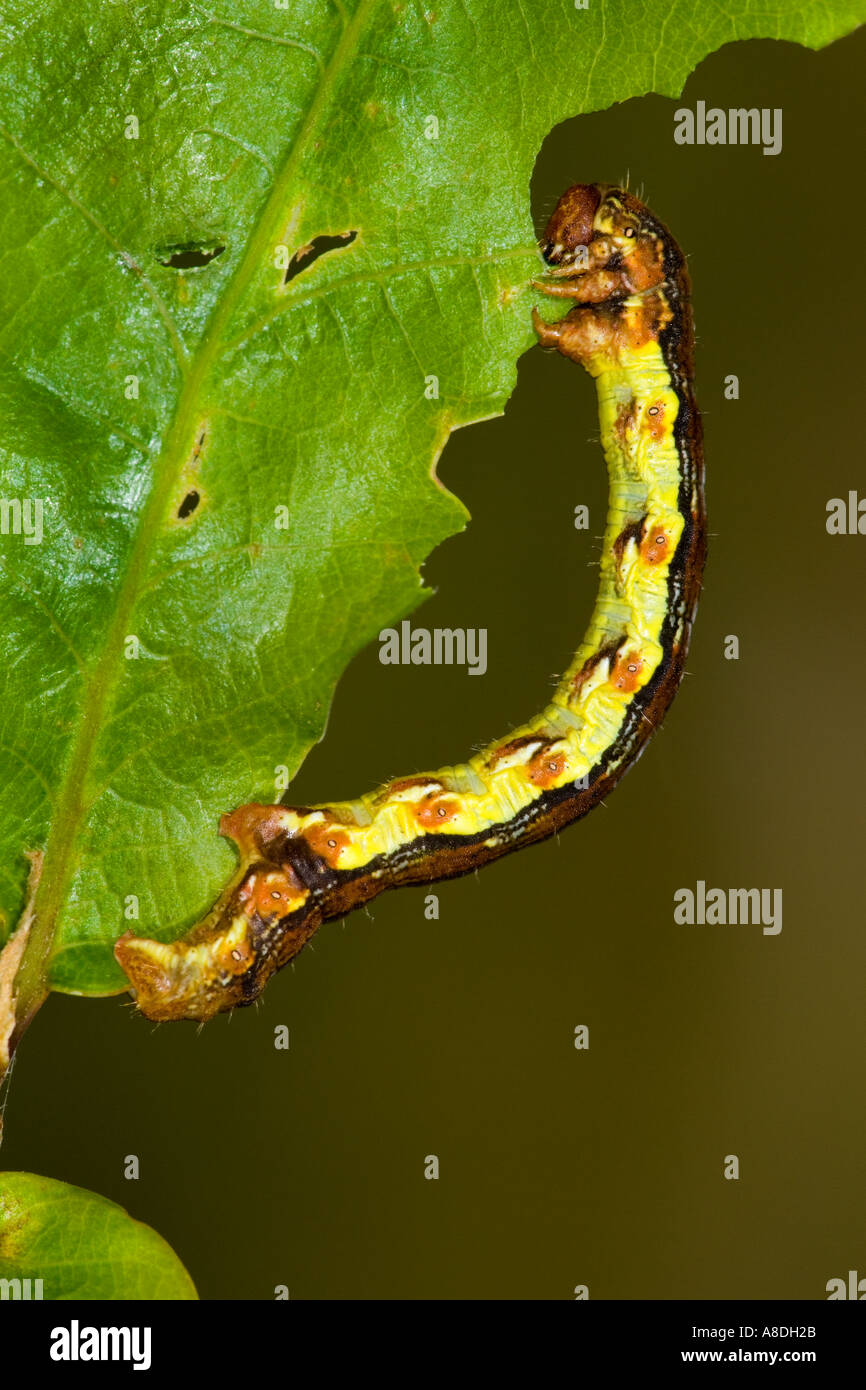 Mottled Umber Erannis defoliaria Larva feeding on oak leaf potton bedfordshire Stock Photo