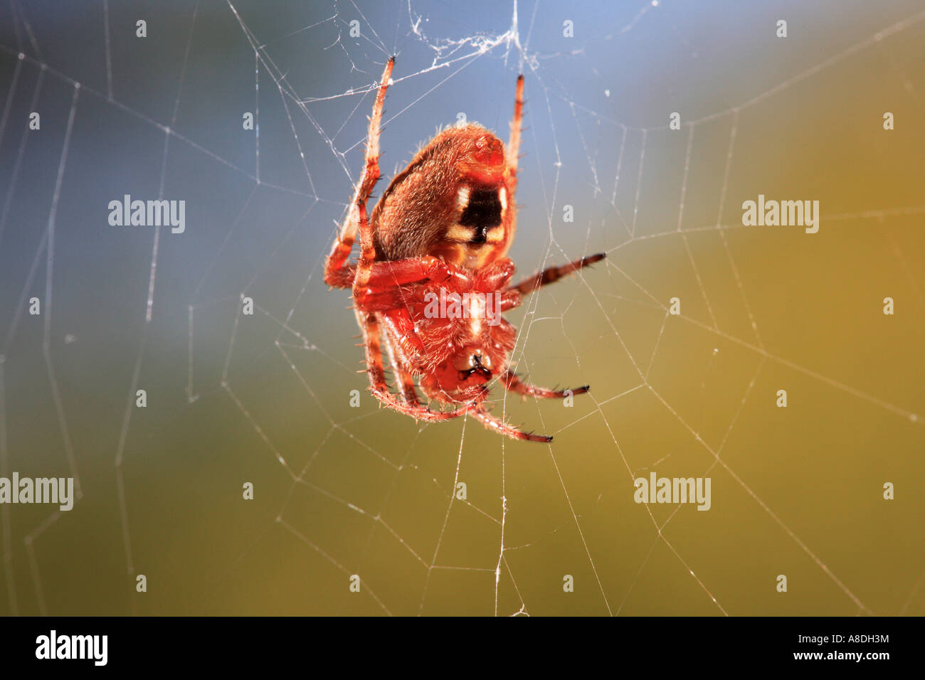 Barn spider araneus cavaticus hi-res stock photography and images - Alamy