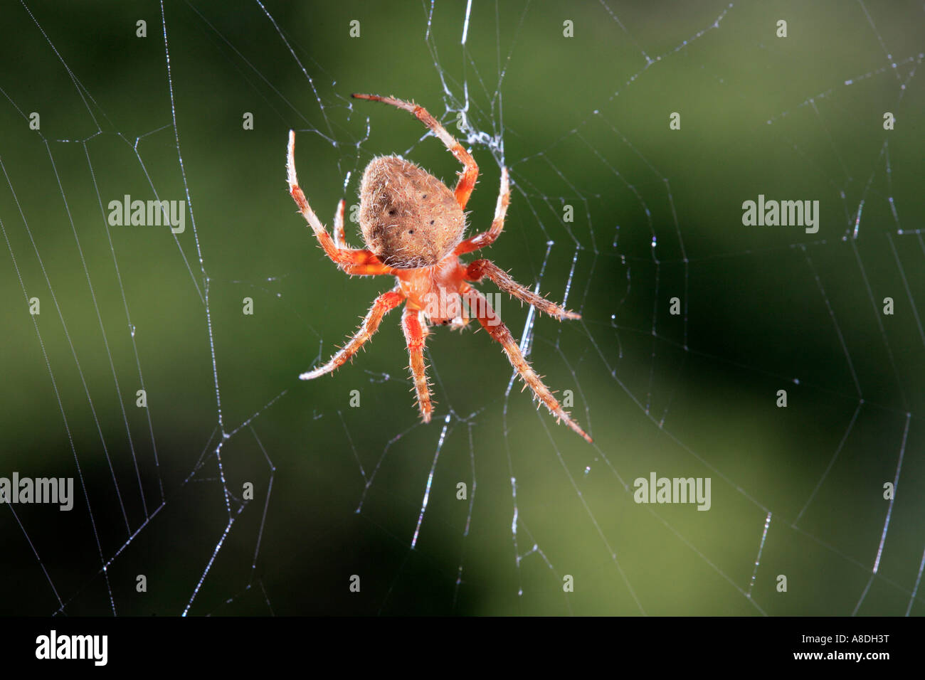 barn spider on a web Stock Photo, Royalty Free Image: 12069947 - Alamy