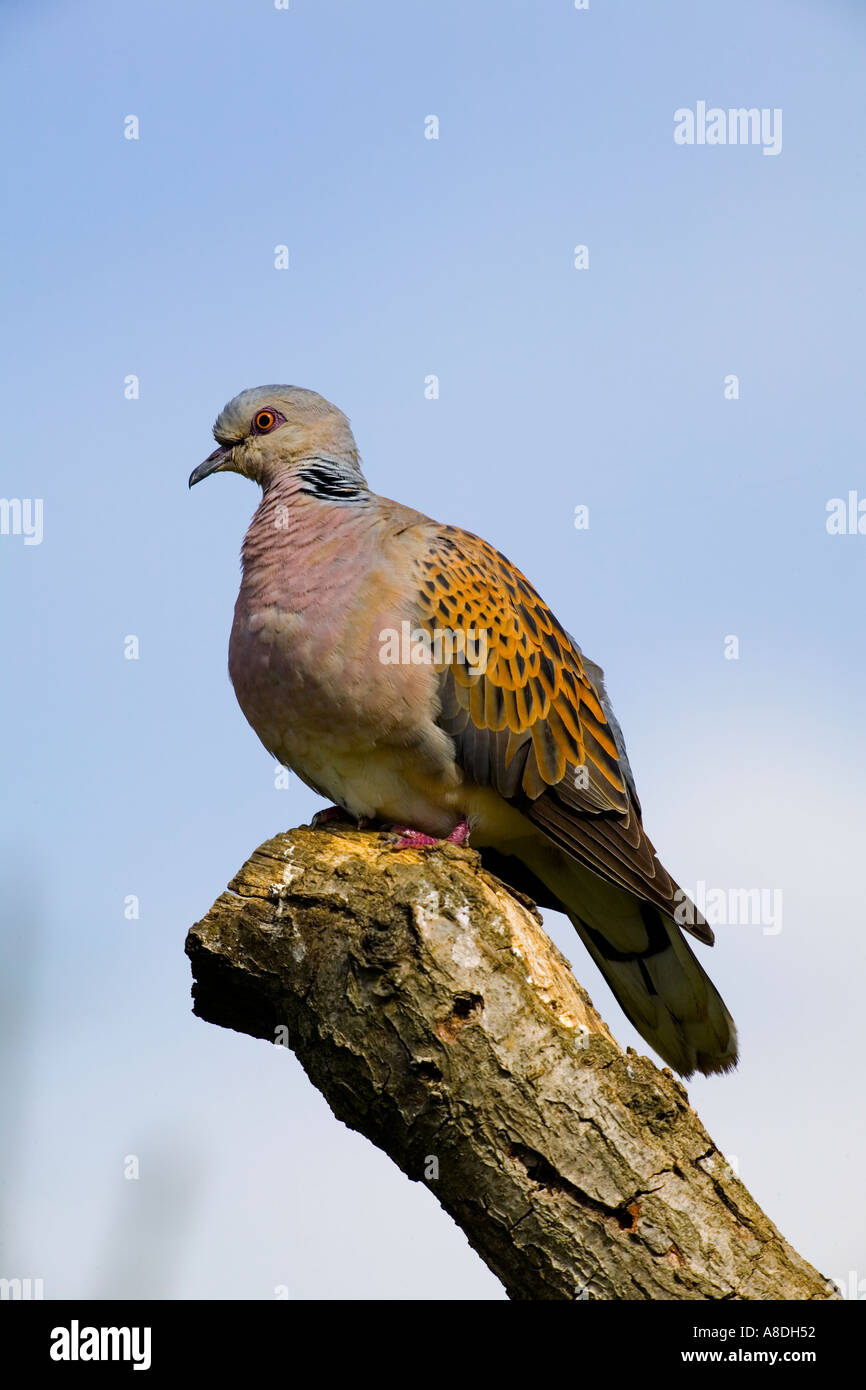 Turtle dove Streptopelia turtur perched on branch looking alert with blue sky background potton bedfordshire Stock Photo
