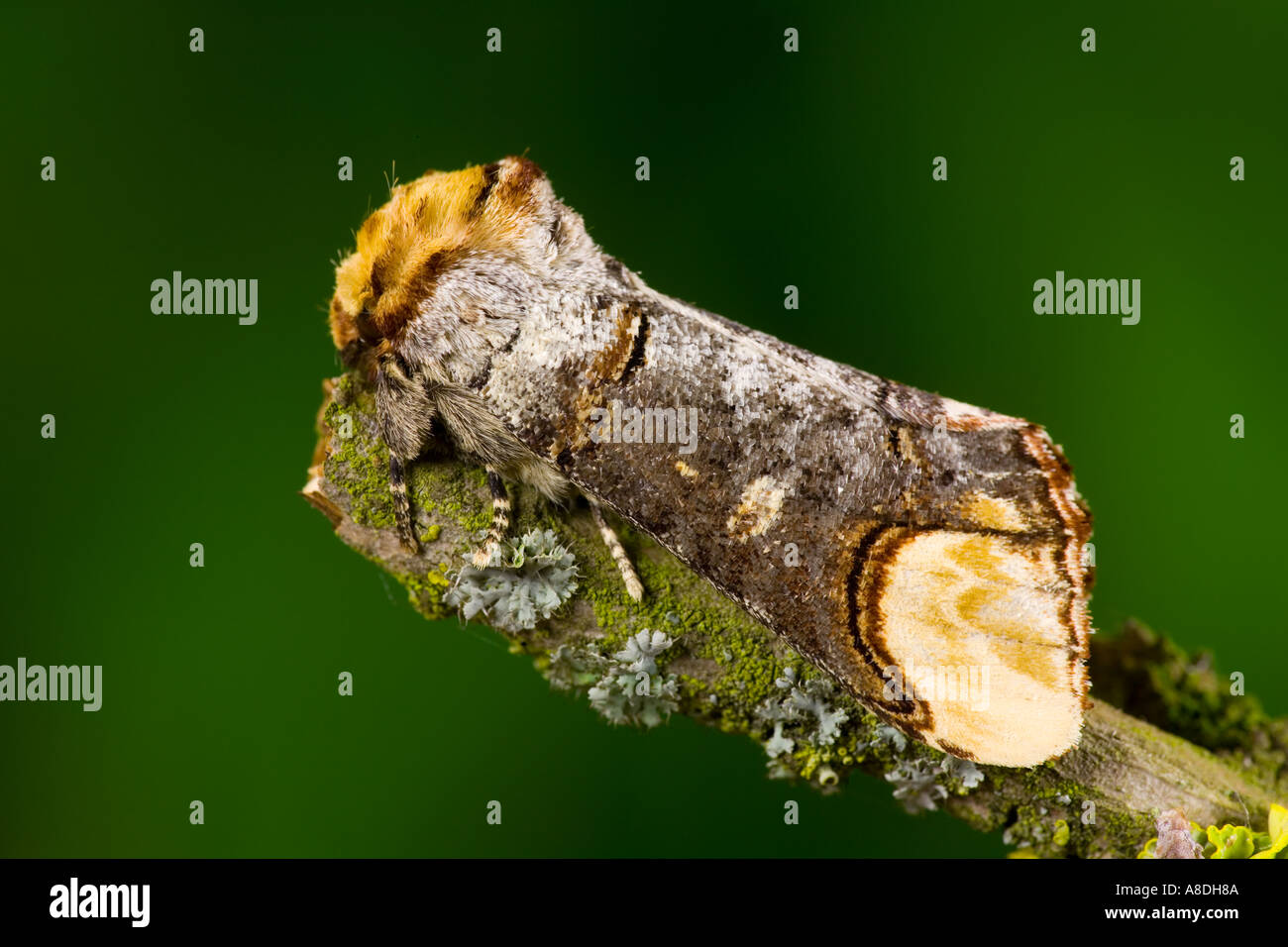 Buff Tip Phalera bucephala at rest on lichen covered elder twig potton bedsfordshire Stock Photo