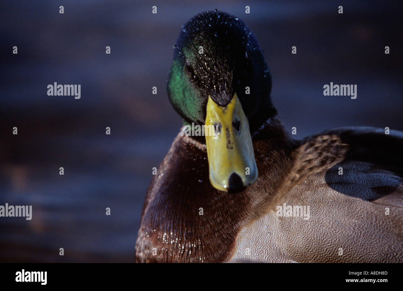 Mallard Duck Head Stock Photo