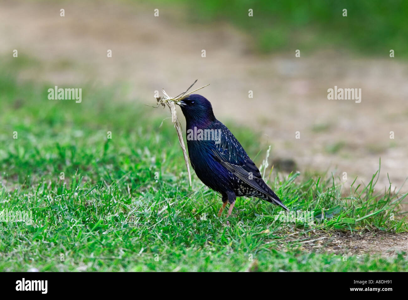 Starling Sturnus vulgaris collecting nest material standing on grass track potton bedfordshire Stock Photo