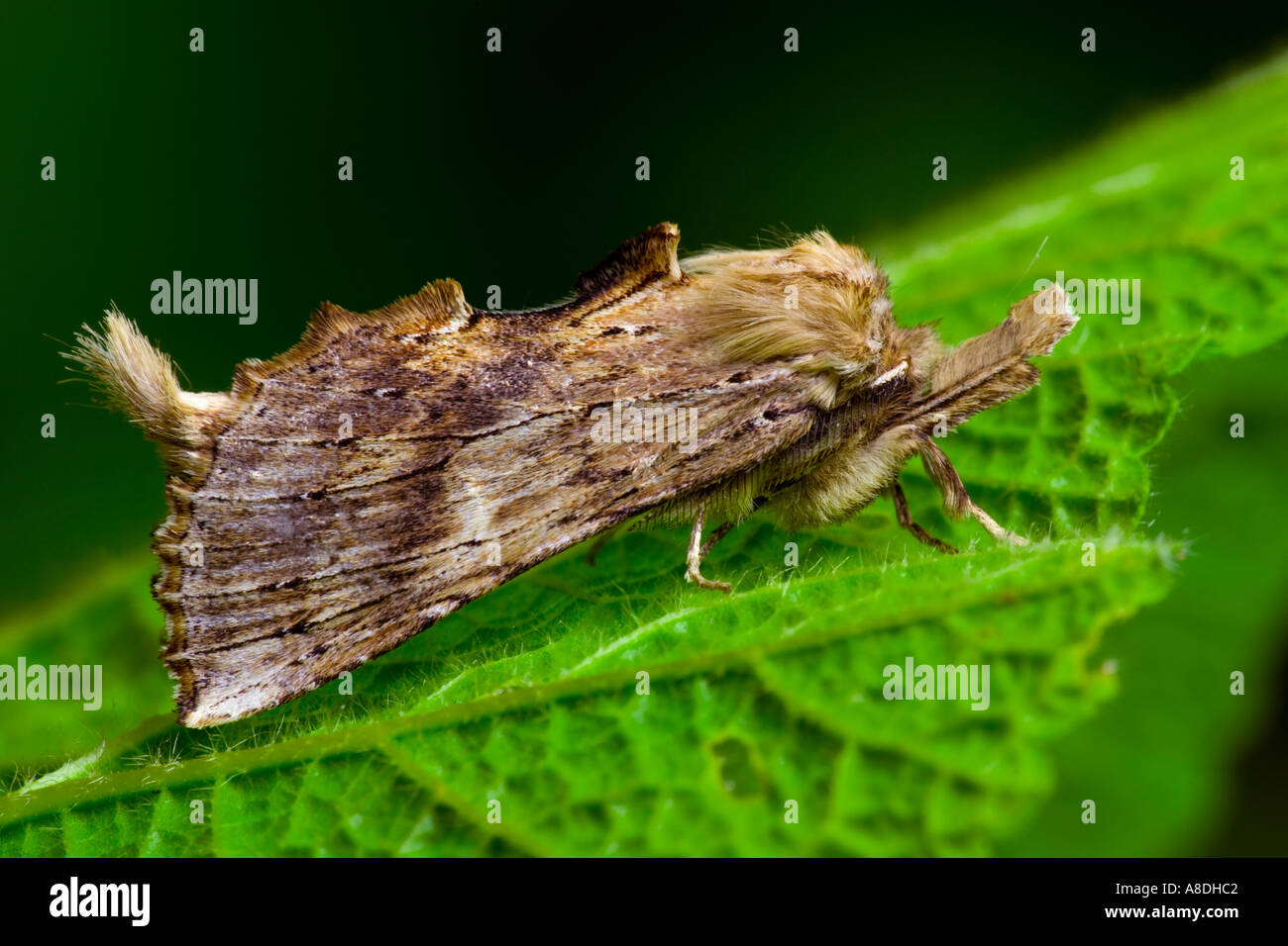 Pale Prominent Pterostoma palpina at rest on leaf potton bedfordshire Stock Photo