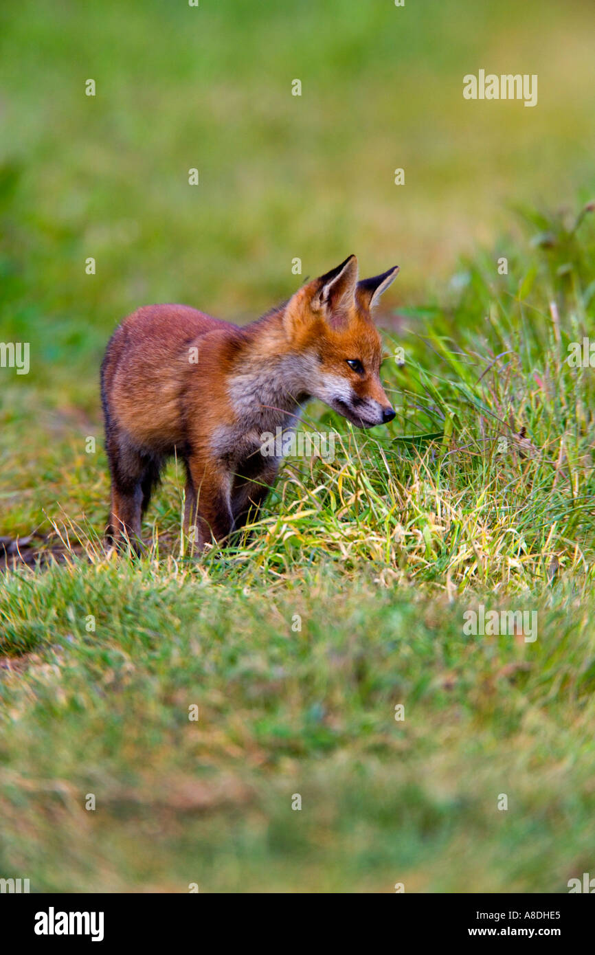 Red Fox Vulpes vulpes Cub looking alert in grass potton bedfordshire Stock Photo