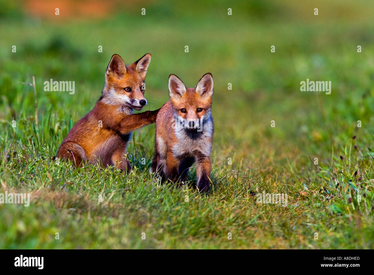 Two Fox Cubs Play High Resolution Stock Photography And Images Alamy