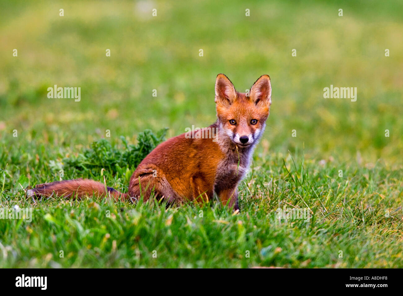 Red Fox Vulpes vulpes Cub sitting in grass track looking alert potton bedfordshire Stock Photo
