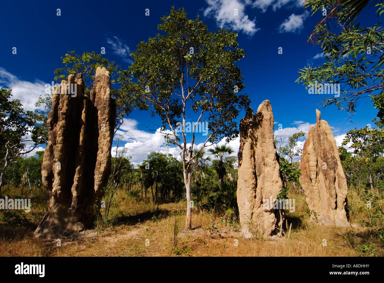 Termite mound hi-res stock photography and images - Alamy