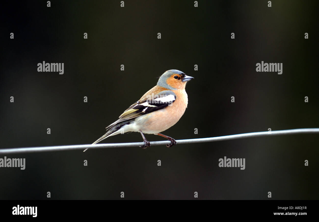 A CHAFFINCH (FRINGILLA COELEBS) SITS ON A WIRE.UK Stock Photo