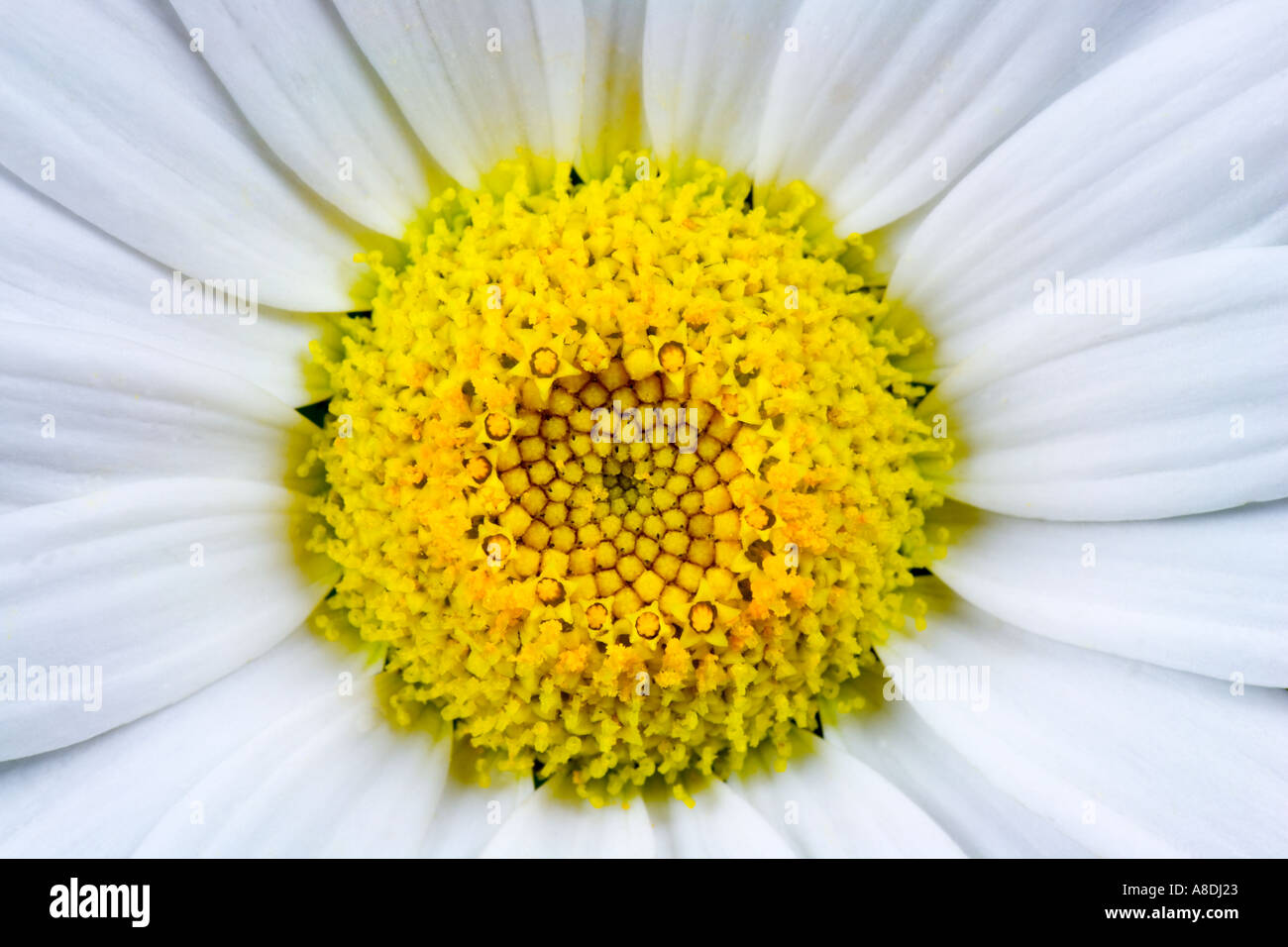 Oxeye Daisy Chrysanthemum leucanthemum close up showing detail and soft texture of flower potton Stock Photo