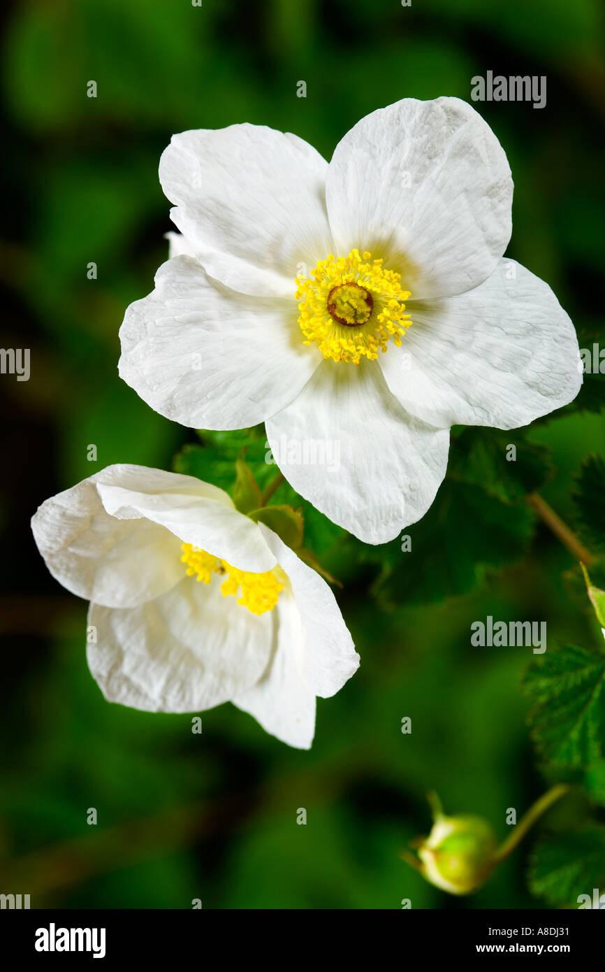 Rubus Benenden close up of 2 flowers with nice dark out of focus background potton bedfordshire Stock Photo
