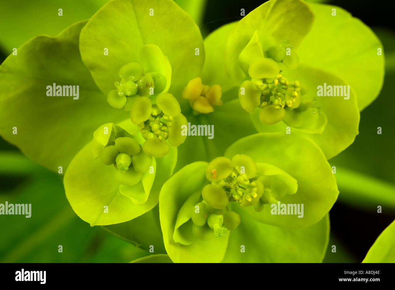 Spurge Euphorbia schillingii close up detail shot of flowers potton bedfordshire Stock Photo