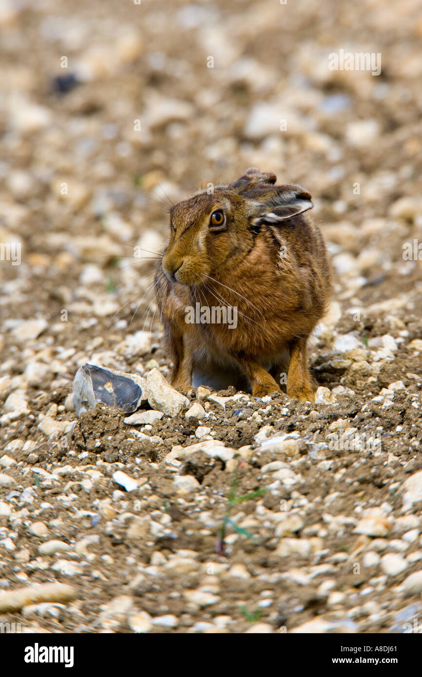 Crouched hi-res stock photography and images - Alamy